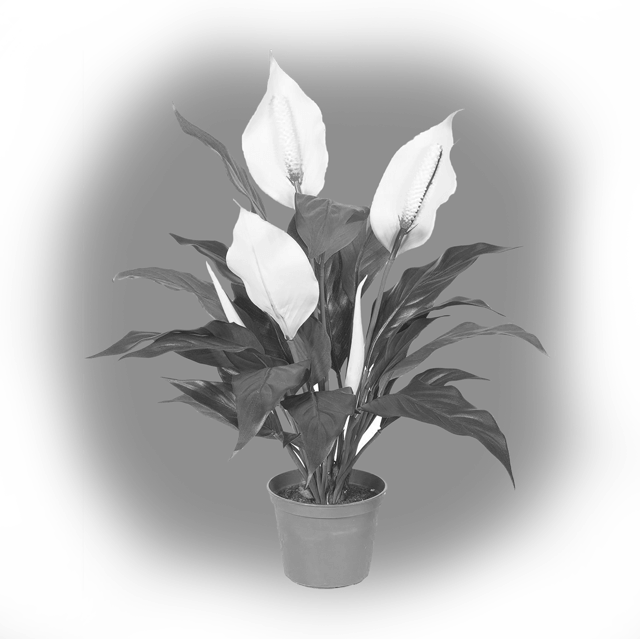 Цветок счастья - Спатифиллум